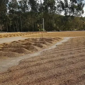 Conheça a Fazenda Mantissa - produtora do nosso café