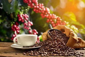Principais tipos de café